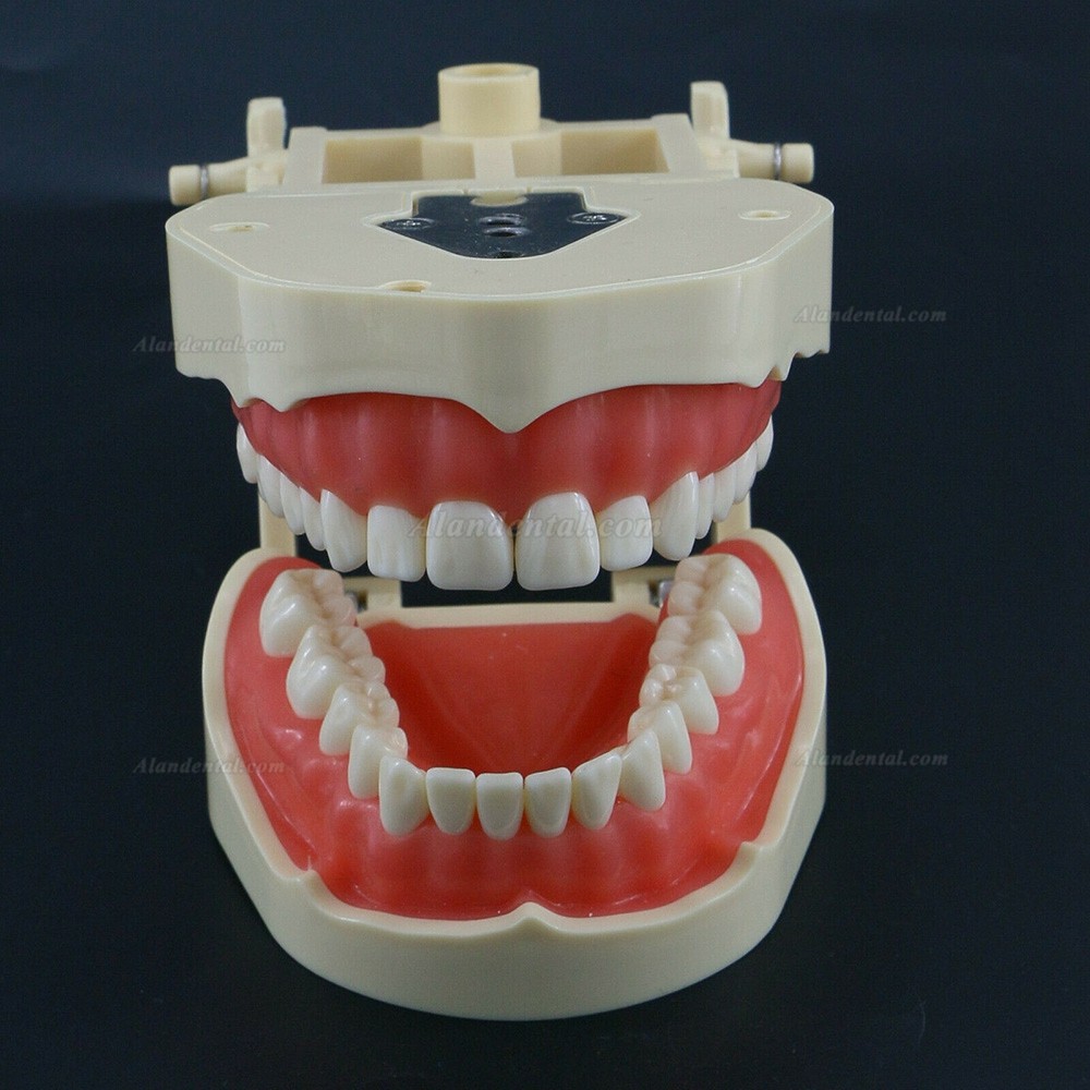 Dental Restorative Typodont Model 28/32 M8013/M8014-2 Compatible with Frasaco ANA-4/AG3